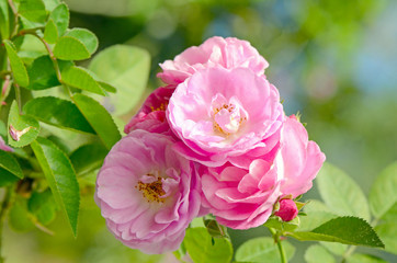 Pink English Roses on Blurred Rose Garden Background.