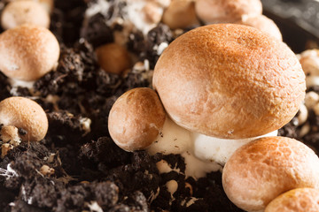 mushrooms - champignons cultivated on a farm