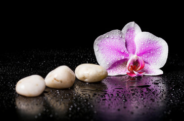 Pink orchid with  white zen stones and water drops on a black ba