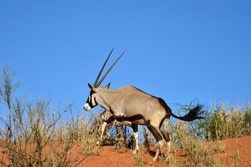 A Gemsbok (Oryx gazella)