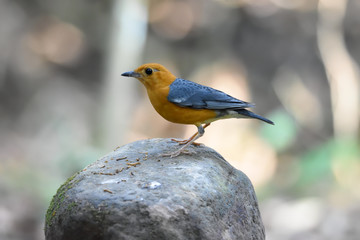 Orange-Headed Thrush