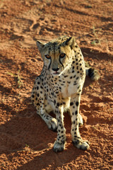Africa. Namibia. Cheetah