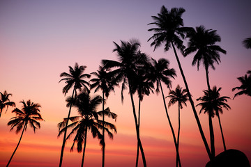 Obraz na płótnie Canvas Silhouetted of coconut tree during sunrise