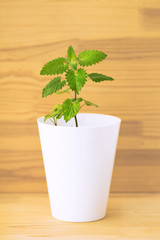 Flower box with fresh melissa