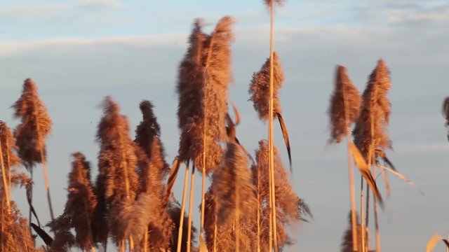 Reeds in the field with strong wind blowing