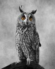 The Eyes Have It. Isolated image of a Long Eared African Owl