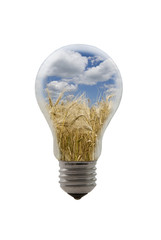 Symbolbild Getreide zur Energiegewinnung