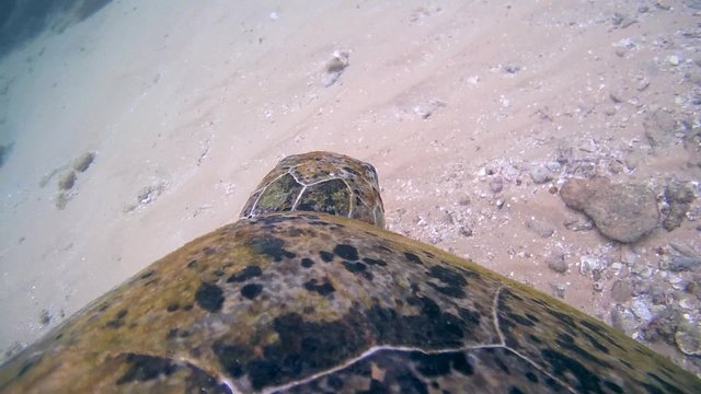 Green Turtle (Chelonia mydas) swims over a sandy bottom (the camera on a turtle, close-up), Indian Ocean, Hikkaduwa, Sri Lanka, South Asia
