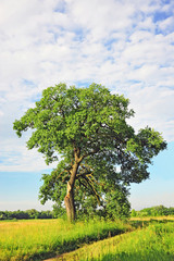 Fototapeta na wymiar Spring oak tree