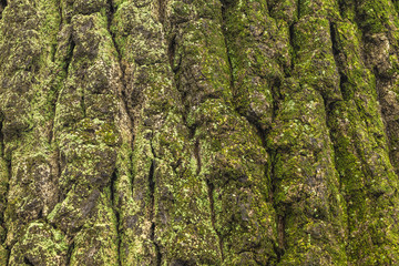 moss on the oak bark