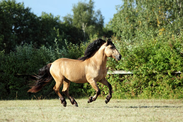 Draft horse runs gallop on the meadow in summer time