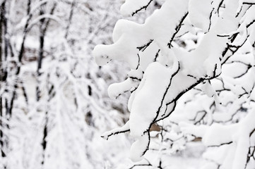 Tree branches loaded with snow after heavy snowfall