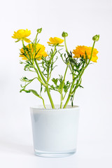 yellow ranunculus flowers in white pot