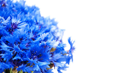 blue cornflowers