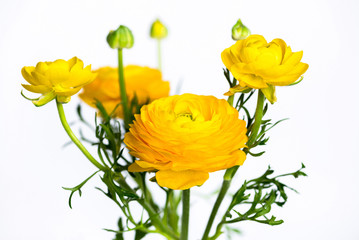 yellow ranunculus flowers on white