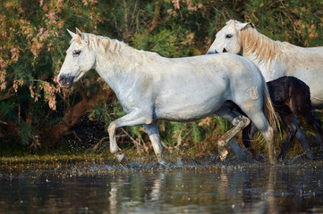 Fototapeta na wymiar Camargue horses in the reserve