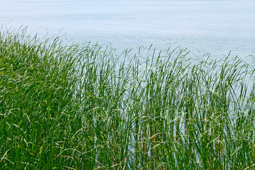 Fototapeta na wymiar Reed plants on the lake shore