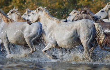 Naklejka na ściany i meble Herd of Camargue horses in the reserve