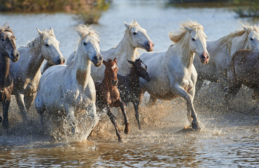 Herd of Camargue horses in the reserve - obrazy, fototapety, plakaty