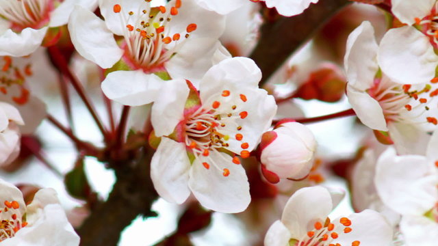 Flowers Blossoms on the Branches Cherry Tree. Timelapse.