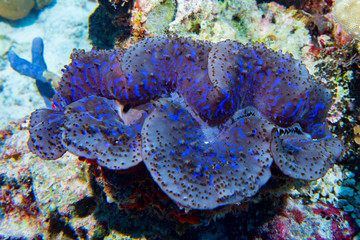 Blue color giant Tridacna clam in maldives