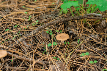 mushroom chanterelle