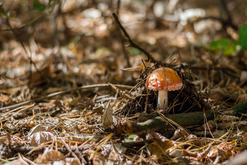 Mushroom fly agaric