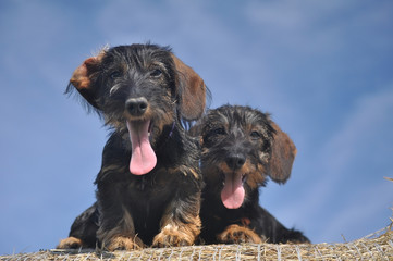 Two smiling with tongue wire-hired dachshund puppies on a blue sky background © budurfoto