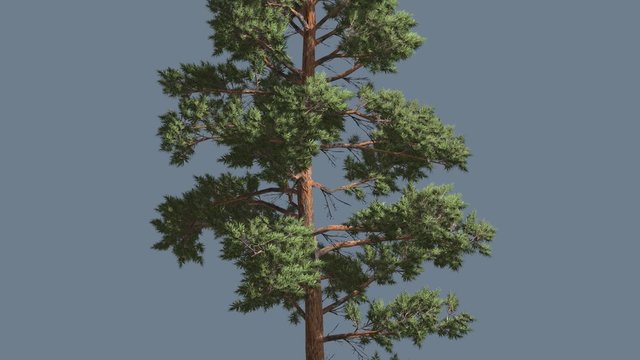 Scots Pine Pinus Sylvestris Coniferous Evergreen Tree with Red-Brown Trunk is Swaying at The Wind Green Needle-Like Leaves Tree in Windy Day
