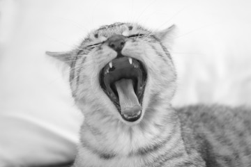 sleepy tabby kitten yawning on white bed, black and white photo