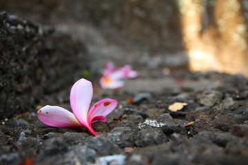 Decoration flowers, Bali