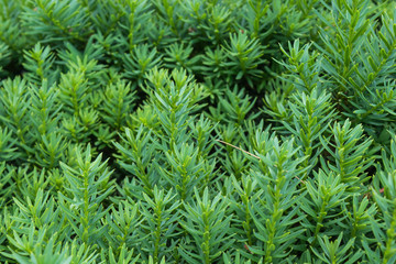 Close up of green bush/ Close of evergreen bush good for texture or backgrounds.