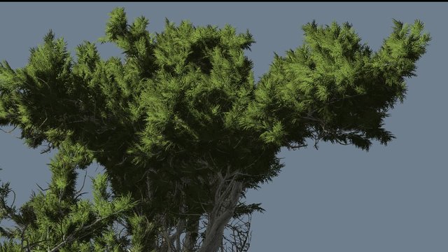 Monterey Cypress Fluttering Leaves Coniferous Evergreen Tree is Swaying at The Wind Green Scale-Like Leaves Hesperocyparis Macrocarpa Tree in Windy Day