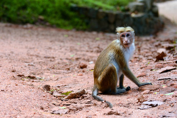Toque macaque. Macaca sinica Sigiriya. Sri Lanka. Asia.
