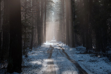 Snowy road through the forest