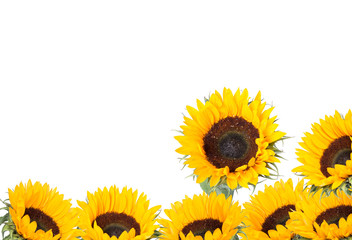 sunflower isolated on white background