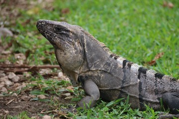 Mexican Iguana