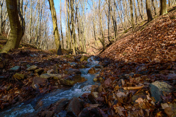 Fototapeta na wymiar Mountain stream in the valley of dry leaves and stones