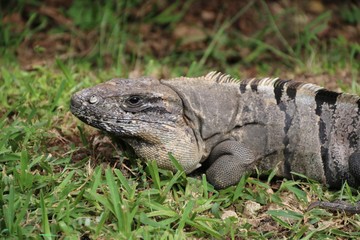 Mexican Iguana