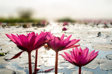 Pink lotuses in the lake