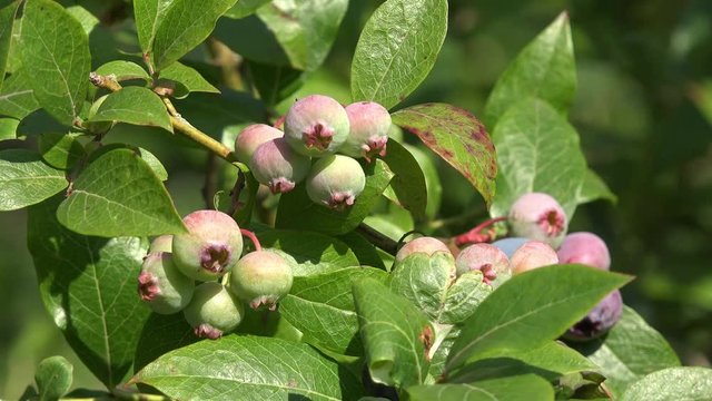 blueberries fruits hanging on blueberry plant