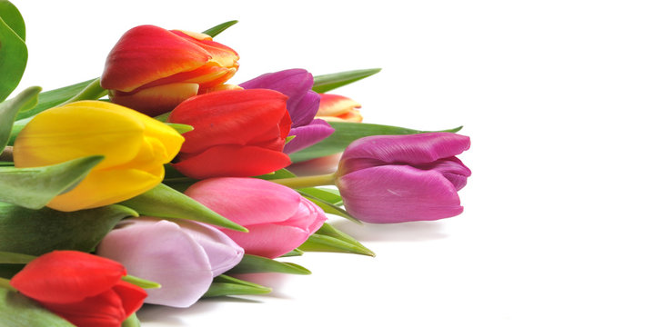 tulipes de diff&eacute;rentes couleurs sur fond blanc