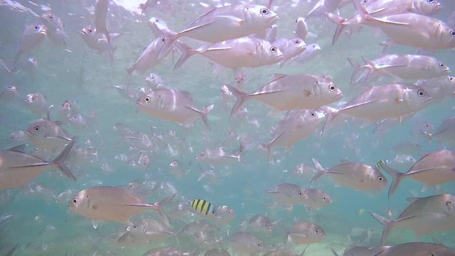 large school of fish Bigeye trevally (Caranx sexfasciatus) swimming under water surface, Indian Ocean, Hikkaduwa, Sri Lanka, South Asia
