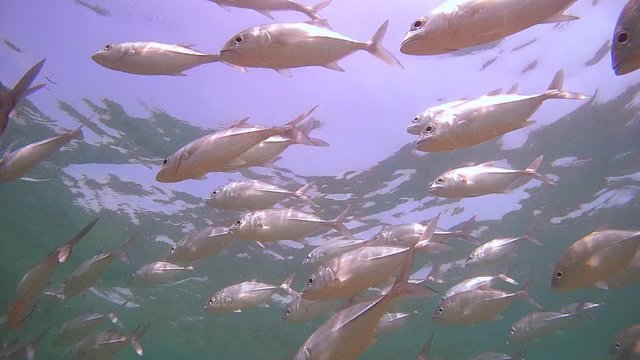 endless, large school of fish Bigeye trevally (Caranx sexfasciatus) swimming under water surface (Bottom View), Indian Ocean, Hikkaduwa, Sri Lanka, South Asia
