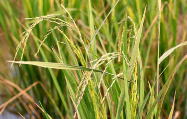 The rice fields in farmland 