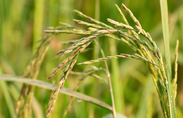 The rice fields in farmland 