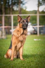 German shepherd dog