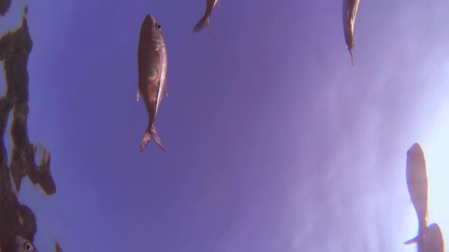 A large school of fish Bigeye trevally (Caranx sexfasciatus) swimming under water surface (Bottom View)
