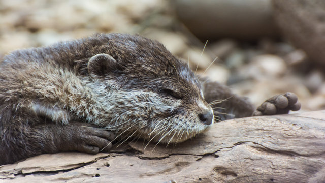 lontra