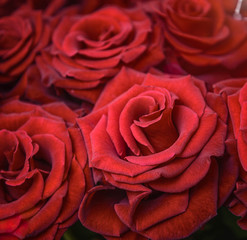 red beautiful roses